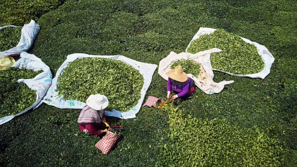 Tea image 1