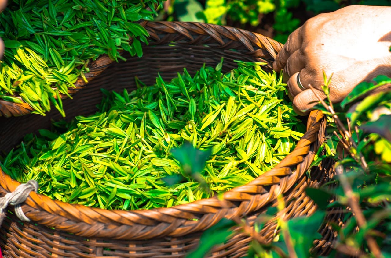 Tea image 5